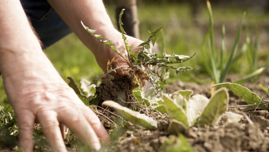 10 Effective Organic Natural Weed Killers You Did Not Know!