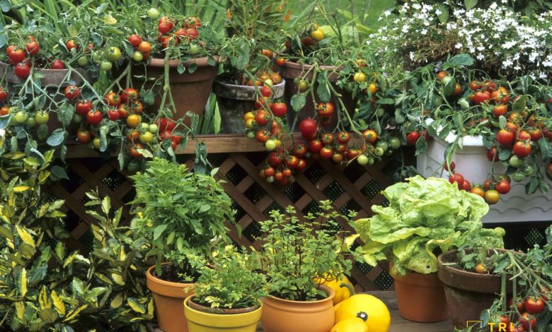 Small Garden Ideas to Maximize Space