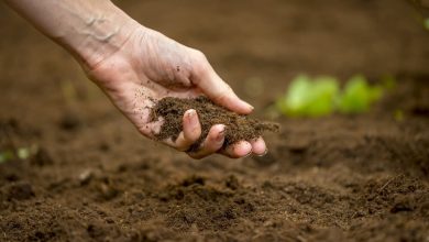 How to Enhance Your Garden Soil