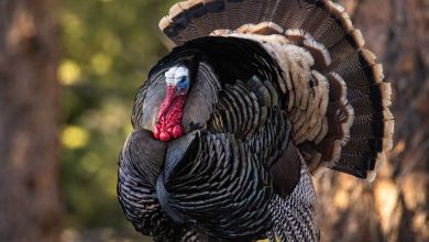 Merriams turkey (Meleagris gallopavo) in full strut display for hens Colorado, USA. Thanksgiving turkey.