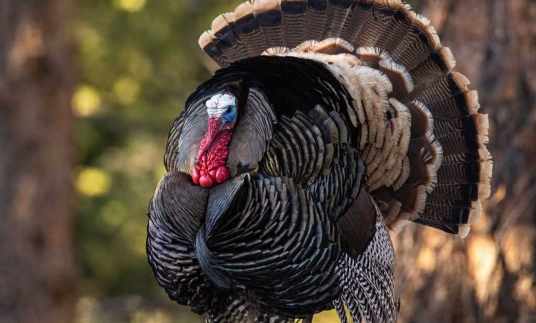 Merriams turkey (Meleagris gallopavo) in full strut display for hens Colorado, USA. Thanksgiving turkey.