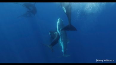 Orcas Hunting Whale Shark