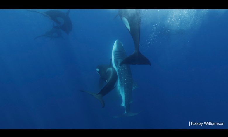 Orcas Hunting Whale Shark