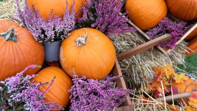 Pumpkins and purple flowers on a background of hay and fall leaves