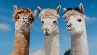 Shutterstock Germany - News - Meta Llama 3.2