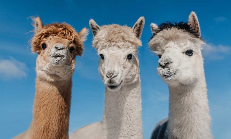 Shutterstock Germany - News - Meta Llama 3.2